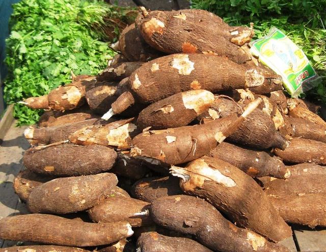 Cassava Roots