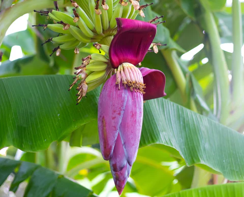 Banana Blossom