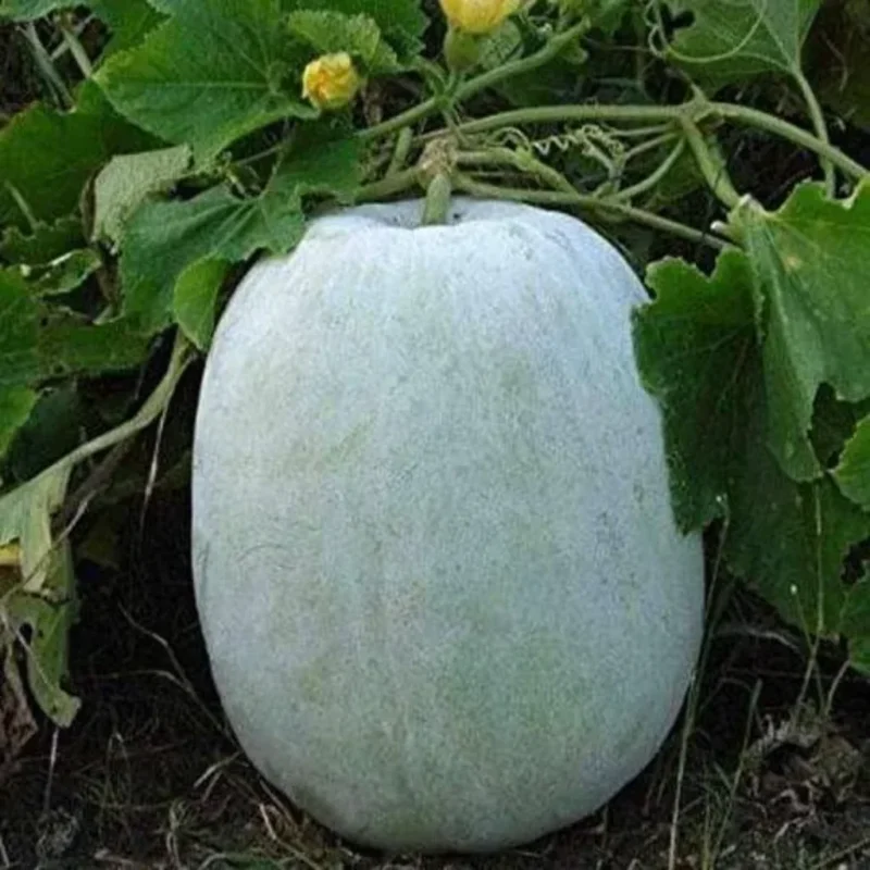 White Pumpkin