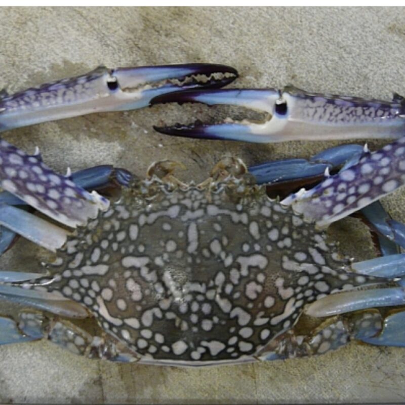 Blue Swimmer Crab