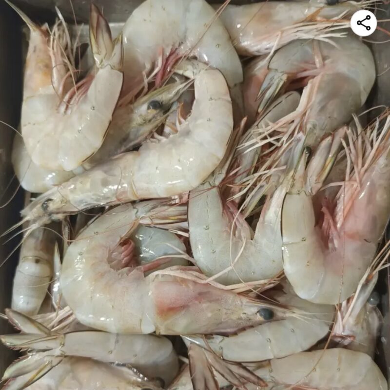 White Prawns