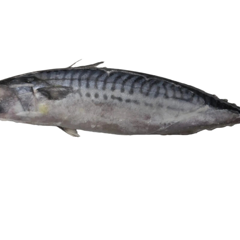 Frozen Mackerel Fish 1kg - Only Berlin Same Day Delivery