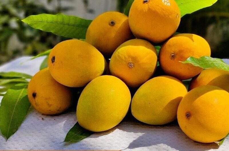 Alphonso Mangoes approx .1.4 kg